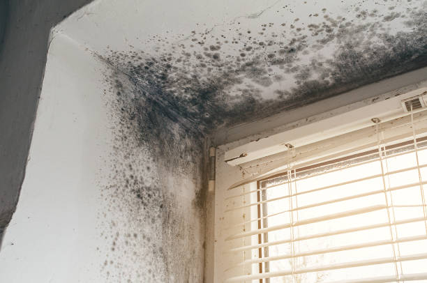 Affordable Black Mold Remediation solutions in Belleville, PA